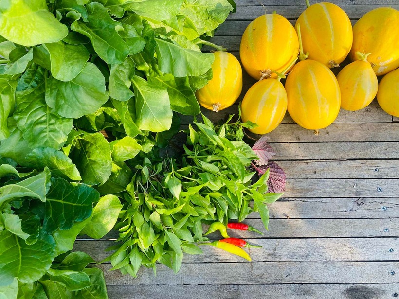 Dù làm vườn trên cao có ưu điểm hạn chế được sâu bệnh, nhưng anh Tâm lưu ý rằng người trồng cần phải cực kỳ kiên nhẫn trong khâu ươm cây con và kiểm tra nguồn nước thường xuyên để tránh tình trạng cây bị úng hoặc khô rễ dưới cái nắng gay gắt.