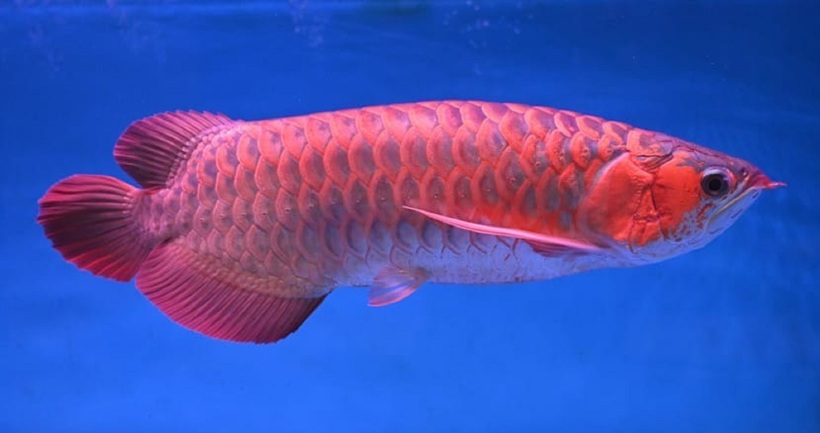 Cá rồng châu Á được coi là biểu tượng của may mắn và thịnh vượng. Ảnh:&nbsp;Pinterest