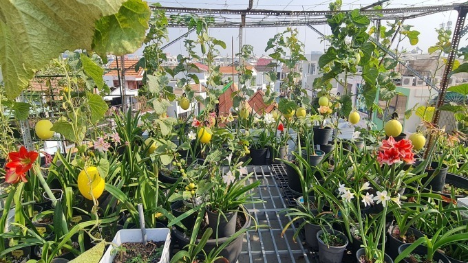 Sau mỗi đợt thu hoạch, chị chú trọng tỉa cành, dưỡng cây và thường xuyên quan sát để trị sâu bệnh bằng phương pháp sinh học an toàn. Ngoài việc pha nước uống hàng ngày, chị còn khéo léo chế biến chanh thành mứt dẻo hoặc ngâm đường phèn cùng gừng để làm bài thuốc trị ho, cảm cúm cho cả gia đình mỗi khi thời tiết thay đổi.