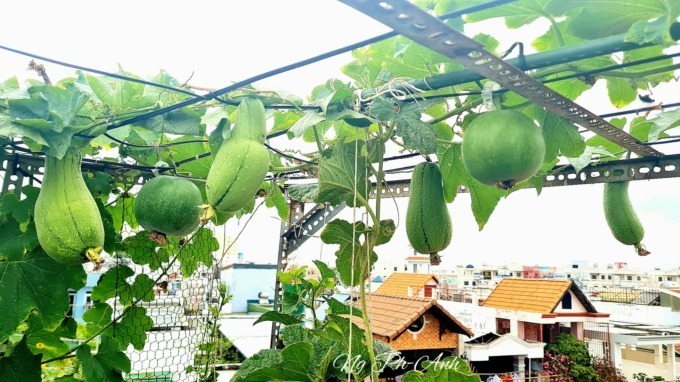 Khu vườn được quy hoạch khoa học với các tầng canh tác đa dạng. Phía dưới, chị bố trí các thùng và chậu nhựa sum suê rau ăn lá như muống, mùng tơi, cải, xà lách cùng các loại rau thơm. Phía trên là hệ thống giàn leo lúc lỉu mướp, bầu, bí đỏ cùng các loại dưa gang, dưa lê.