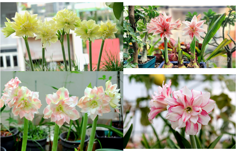 Chị Phương Anh ước tính từ năm 2012 đến nay, chị đã trồng thành công gần 1.000 giống huệ tây khác nhau. Vì loài hoa này có nguồn gốc nước ngoài và khó tự nở trong khí hậu TPHCM, chị phải áp dụng kỹ thuật chuyên biệt như nhổ củ khỏi chậu, phơi bóng mát rồi "ủ lạnh" trong tủ lạnh từ 6 đến 8 tuần để kích thích ra hoa theo ý muốn.