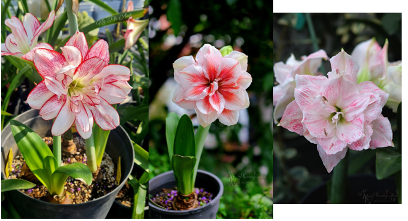 Những bông huệ tây đa sắc không chỉ để ngắm mà còn được chị kết thành hoa cưới tặng người thân, tượng trưng cho tình yêu thuần khiết và hạnh phúc.