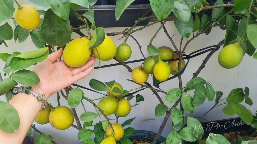 Bên cạnh hoa huệ, chị Phương Anh còn sở hữu một "gia tài" với hơn 10 giống chanh độc lạ. Niềm đam mê này bắt nguồn từ ký ức về cây chanh quả vàng của ông nội ngày trước. Hiện tại, vườn của chị có đầy đủ các giống từ chanh vàng Meyer, Lisbon đến Eureka hay Ponderosa.