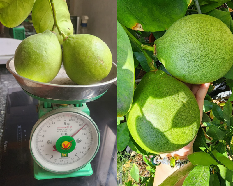 Đặc biệt, giống chanh Sweet Lime và Spanish có vị ngọt thanh giúp chị có thể vắt nước uống trực tiếp. Trong khi đó, giống Ponderosa lại gây ấn tượng mạnh bởi kích thước khổng lồ như trái bưởi Năm Roi. Riêng loại chanh cẩm thạch ruột hồng với lá vân vàng xanh bắt mắt vẫn là thử thách lớn nhất vì cây rất khó ra hoa và đòi hỏi chế độ chăm sóc khắt khe dưới ánh sáng tán xạ.