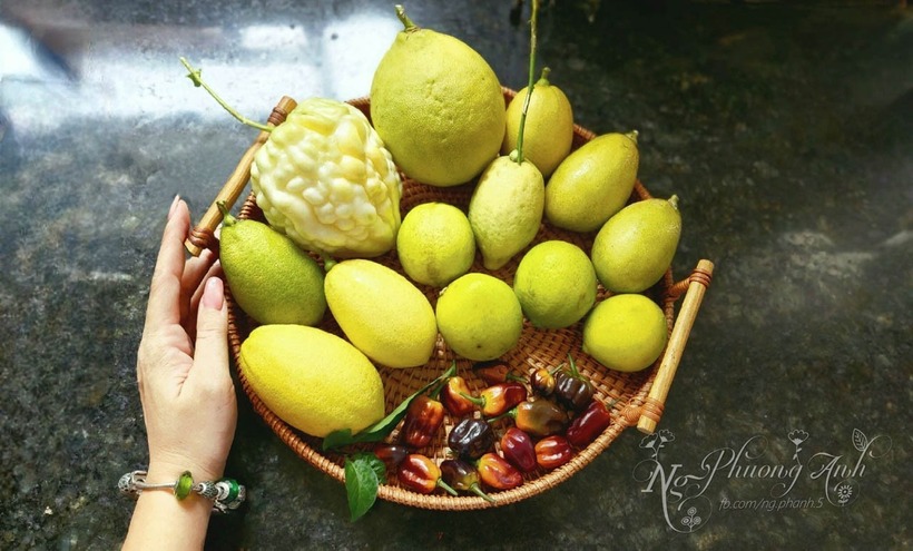 Để duy trì khu vườn luôn tươi tốt và giảm tải cho trần nhà phố, chị Phương Anh sử dụng hỗn hợp đất trồng tơi xốp bao gồm đất sạch trộn cùng đá bọt núi lửa và phân hữu cơ đã qua xử lý.