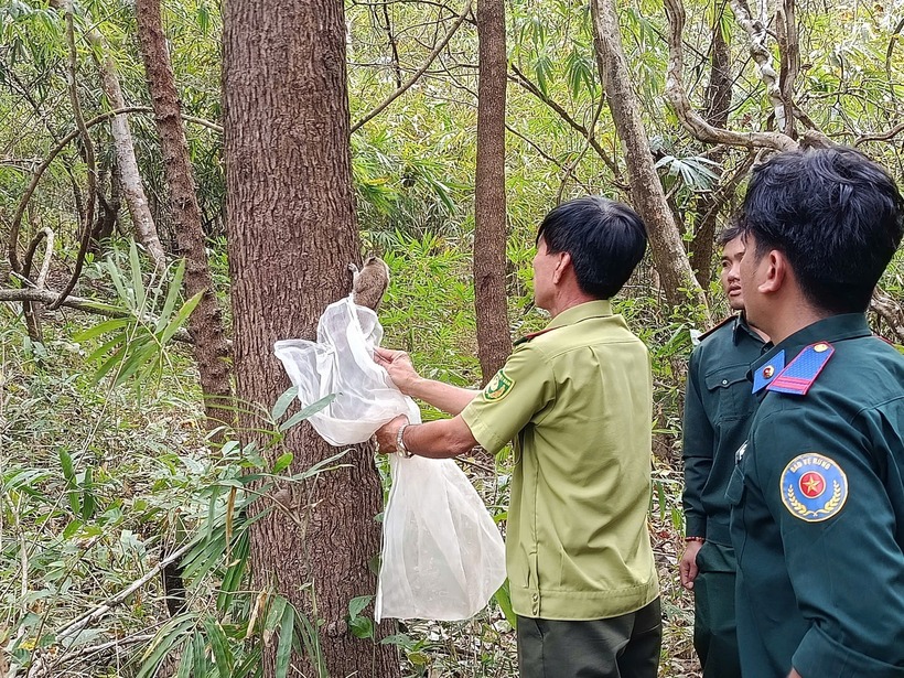 Hạt kiểm lâm Hàm Thuận Bắc (tỉnh Lâm Đồng) thả cu li về rừng. (Ảnh: Báo Lâm Đồng)