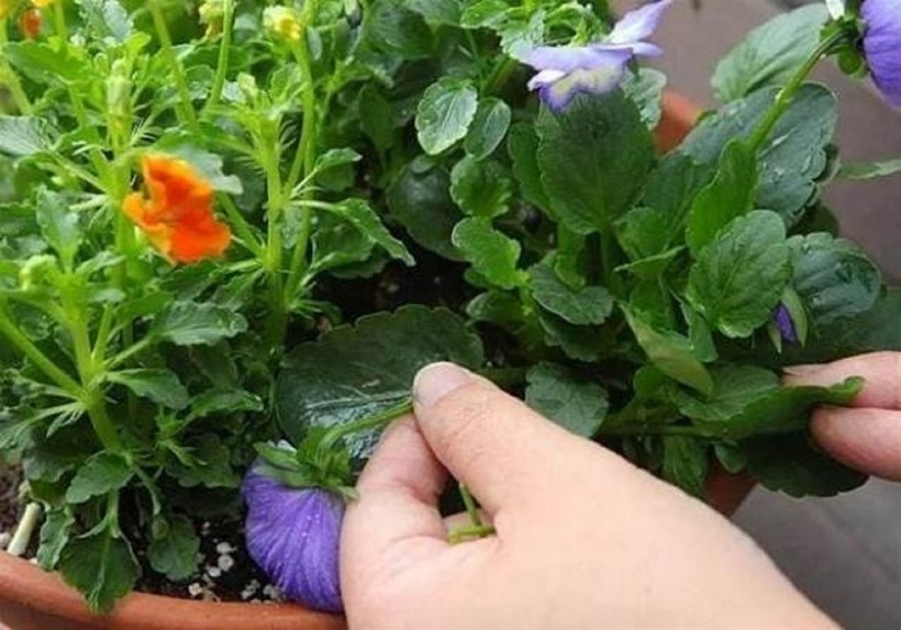 Trong quá trình trồng hoa, chúng ta cần nắm thời gian tưới nước ở các mùa khác nhau. Ảnh minh họa.