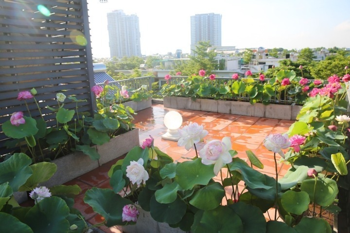 Chia sẻ về động lực xây dựng không gian xanh này, chị Trang cho biết tình yêu dành cho hoa cỏ đã ngấm sâu vào máu thịt từ ngày còn bé. Đặc biệt đối với hoa hồng và hoa sen, chị luôn ấp ủ dự định về một ngôi nhà có sân vườn để thỏa sức trồng trọt.