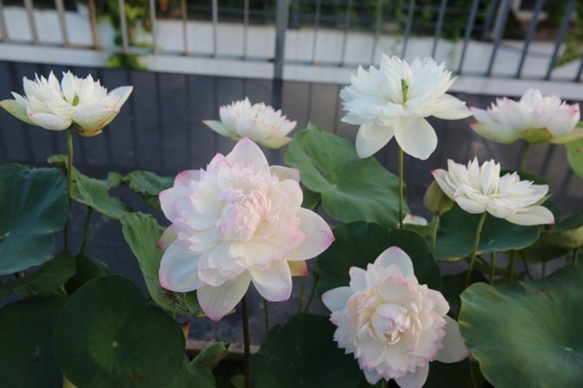 Với chị, hương thơm của lá và hoa sen có sức quyến rũ kỳ lạ, mang lại cảm giác thư thái và bình yên. Ở tuổi 33, khi đã có tổ ấm riêng, chị quyết định hiện thực hóa đam mê cũ với mục đích lớn nhất là mở rộng không gian sống tươi mát và gần gũi với thiên nhiên cho gia đình mình.