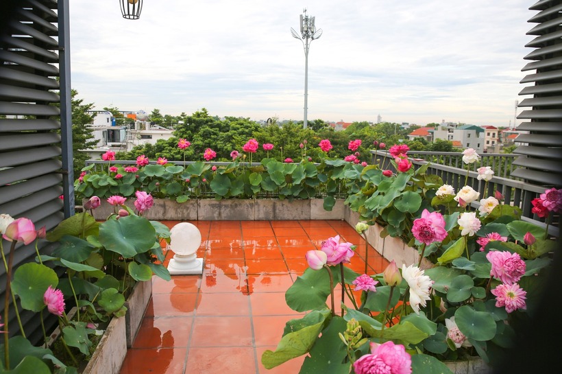 Do đặc thù căn nhà không có quỹ đất sân vườn đủ rộng, chị Trang đã linh hoạt tận dụng toàn bộ diện tích sân thượng và ban công để làm nơi trồng sen. Hiện tại, bộ sưu tập của chị có khoảng hơn 20 loại sen khác nhau, hội tụ đầy đủ các giống sen truyền thống quý hiếm lẫn các giống sen ngoại nhập độc đáo. Có thể kể đến những cái tên quen thuộc như Quan âm trắng, Quan âm hồng, Hoàng yến cho đến các giống sen ngoại có sắc đỏ rực rỡ như Blood Drop, Red Flag, hay Super Red.