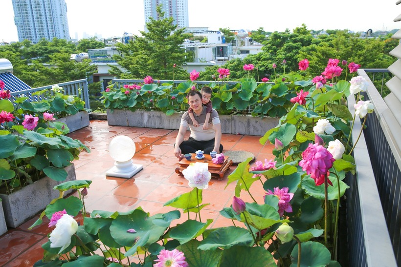 Bên cạnh đó, khu vườn còn điểm xuyết những sắc hồng dịu dàng của Jubawa, Pink Diamond, Vạn thọ hồng và vẻ đẹp thanh khiết, nền nã của các giống sen trắng, xanh cốm như White Peony hay Green Cloud.