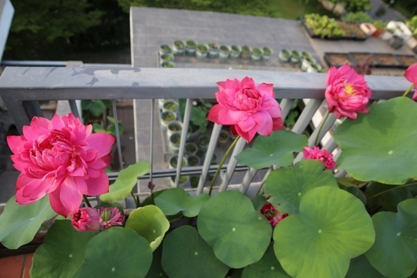 Tuy nhiên, việc mang cả một hồ sen lên cao không phải là điều dễ dàng mà đòi hỏi sự công phu và tính toán kỹ lưỡng. Ngoài việc tuyển chọn giống và tuân thủ quy trình chăm sóc nghiêm ngặt, chị Trang đặc biệt chú trọng đến khâu chọn chậu và xử lý chống thấm để tránh tình trạng nước rò rỉ làm ảnh hưởng đến kết cấu ngôi nhà.