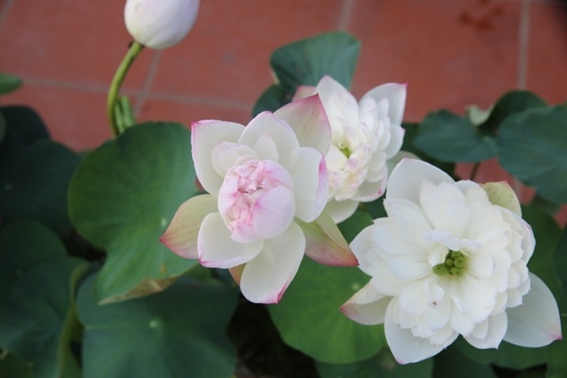 Trong thời gian sen tạm nghỉ, diện tích sân thượng sẽ được thay thế bằng hoa hồng và các loài hoa thân thảo như dã yến thảo, hoa cúc hay ngọc thảo. Chu trình này giúp không gian sống của gia đình chị luôn rực rỡ sắc màu và ngát hương thơm suốt bốn mùa trong năm.