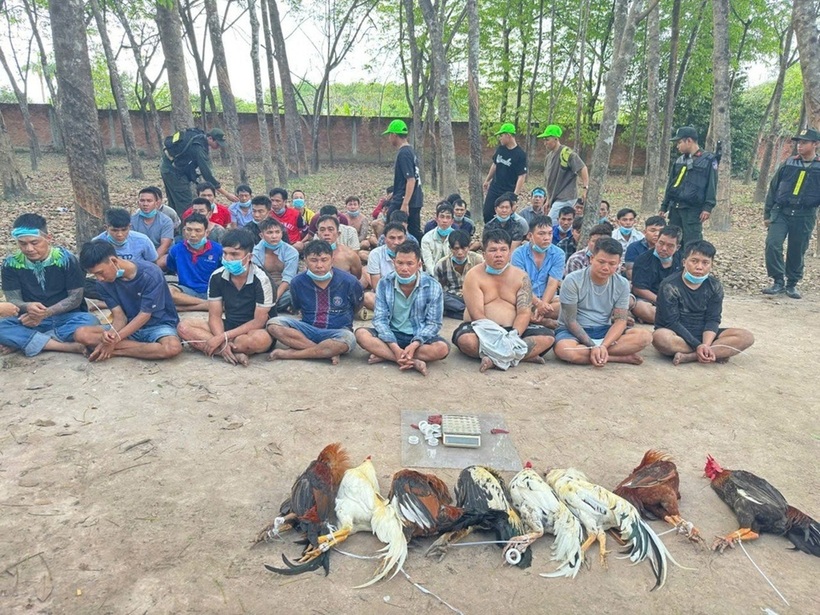 Các đối tượng tham gia đá gà bị bắt (Ảnh: Công an cung cấp).