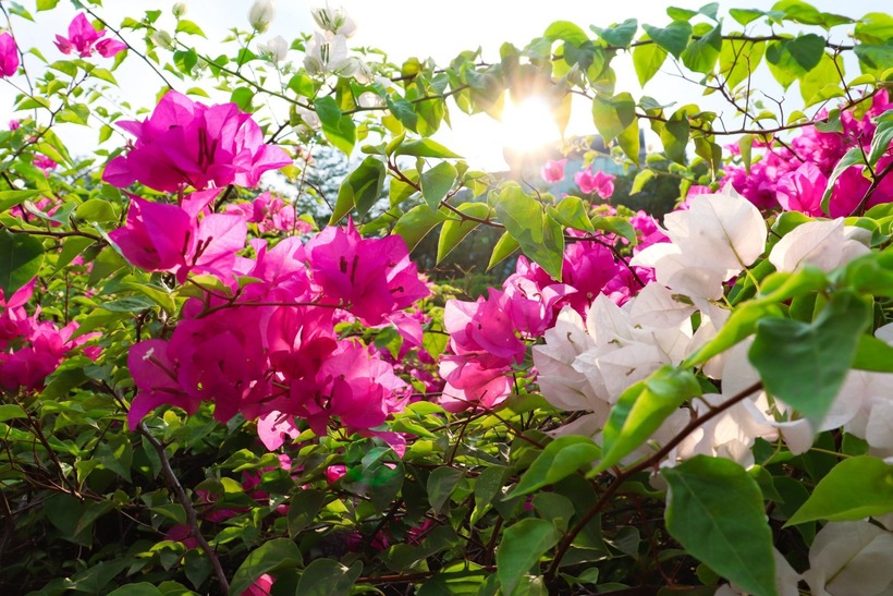 Lý do trồng hoa giấy tốt lá không hoa - 1