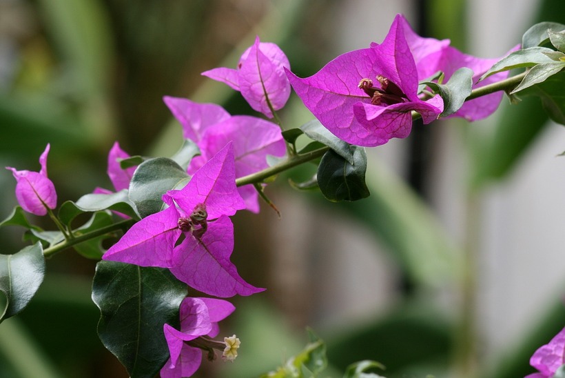 Lý do trồng hoa giấy tốt lá không hoa - 2