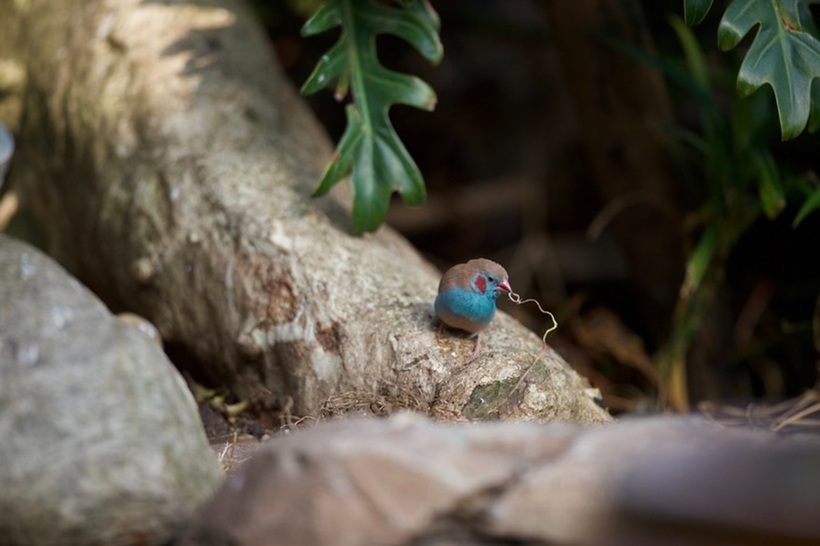 Vào thời điểm bắt tay thực hiện, ý tưởng đưa cây cổ thụ lên sân thượng của anh bị nhiều người cho là điên rồ và không tưởng. Tại Việt Nam lúc bấy giờ chưa có tiền lệ, khiến anh gặp không ít khó khăn trong việc tìm kiếm kỹ thuật thi công. Không bỏ cuộc, anh tự mày mò nghiên cứu các mô hình kiến trúc xanh tại Singapore và nhận thấy rằng, nếu xử lý chống thấm tốt, việc trồng rừng trên mái nhà là hoàn toàn khả thi.