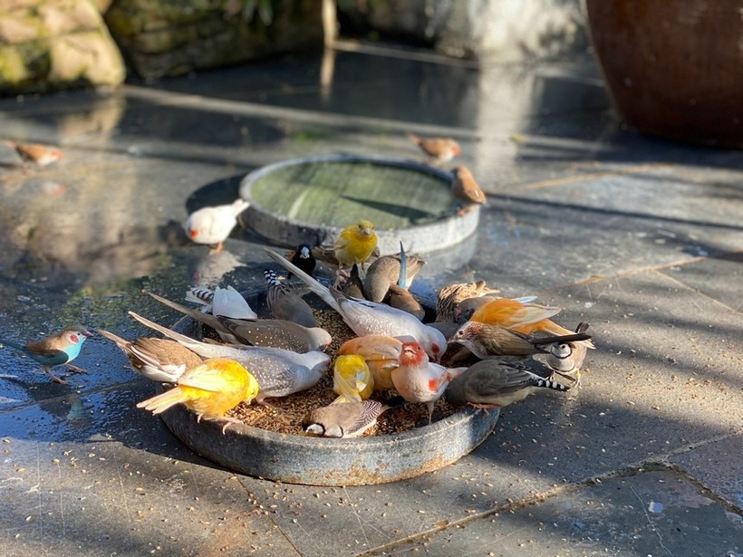 Quyết tâm hiện thực hóa đam mê, anh đầu tư mạnh tay vào kỹ thuật chống thấm và nhập khẩu các loại vỉ chuyên dụng từ nước ngoài để ngăn rễ cây đâm xuyên qua kết cấu bê tông. Sau khi phần nền móng đảm bảo tiêu chuẩn kỹ thuật, anh bắt đầu vận chuyển các loại hoa và đặc biệt là những gốc cây cổ thụ như bằng lăng, hoa sứ, chanh cổ thụ có tuổi đời từ 30 đến 40 năm lên tầng thượng.