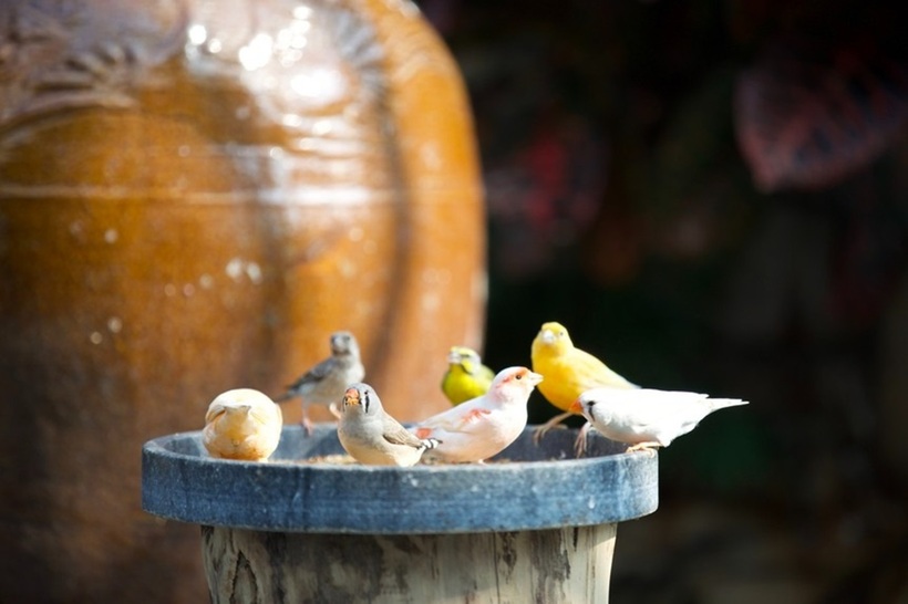 Vì Đà Nẵng là khu vực thường xuyên chịu ảnh hưởng của bão, anh đã cùng đội ngũ kiến trúc sư tính toán kỹ lưỡng hướng gió, xây dựng hệ thống tường chắn và khung lưới bao quanh vừa để bảo vệ chim, vừa có tác dụng cản gió. Các cột thép giăng lưới cũng được thiết kế cách điệu thành hình cành lá để đảm bảo tính thẩm mỹ. Nhờ sự chuẩn bị chu đáo này, khu vườn vẫn đứng vững và xanh tốt sau nhiều mùa mưa bão khắc nghiệt.