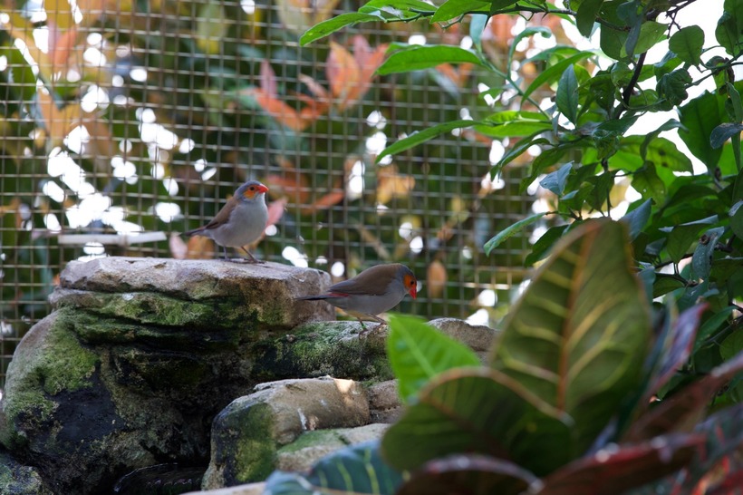 Sau 3 năm chăm sóc, khu vườn trên cao của anh không chỉ trở thành điểm đến lý thú của bạn bè trong nước mà còn thu hút sự quan tâm của cộng đồng chơi Aviary quốc tế tại châu Âu, châu Mỹ. Đối với anh Huyền Anh, giá trị lớn nhất của khu vườn không nằm ở số tiền tỷ đã đầu tư, mà là không gian sống trong lành cho vợ con.