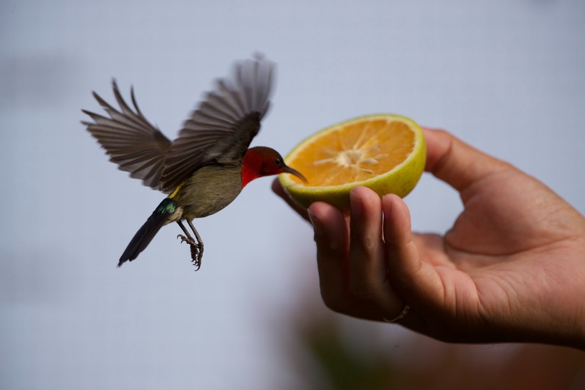 Các con của anh thường xuyên lên vườn cùng bố, tự tay chăm sóc và đặt tên cho những chú chim theo tính cách của chúng. Khu rừng nhỏ này đã giúp anh rũ bỏ những mệt mỏi, áp lực công việc và tận hưởng những phút giây thư thái quý giá bên gia đình.