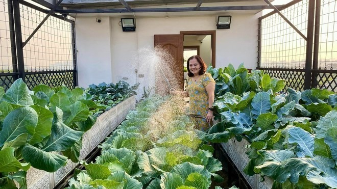 Câu chuyện bắt đầu từ khi gia đình cô Liên hoàn thiện căn nhà 7 tầng tại đường Lâm Du, Long Biên, Hà Nội. Vốn là một gương mặt có tiếng trong giới chơi lan với bộ sưu tập nhiều giống hoa quý, nhưng khi chạm ngõ địa hạt rau trái, cô tự nhận mình chỉ là một “lính mới” hoàn toàn.