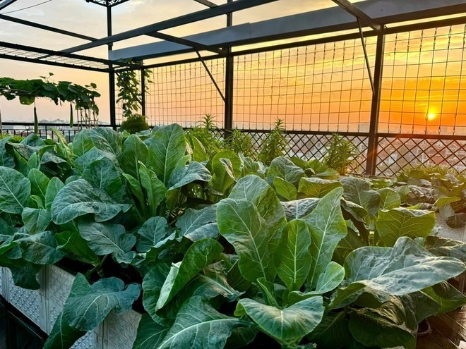 Ban đầu, tầng thượng vốn được kiến trúc sư thiết kế kỹ lưỡng về hệ thống chống thấm và giàn treo với mục đích làm không gian thư giãn, trưng bày cây cảnh. Tuy nhiên, ý tưởng về một khu vườn hữu cơ cung cấp thực phẩm sạch cho gia đình đã thôi thúc cô bắt tay vào thực hiện, dù khi đó cô chưa từng có một ngày kinh nghiệm trong việc trồng trọt hoa màu.