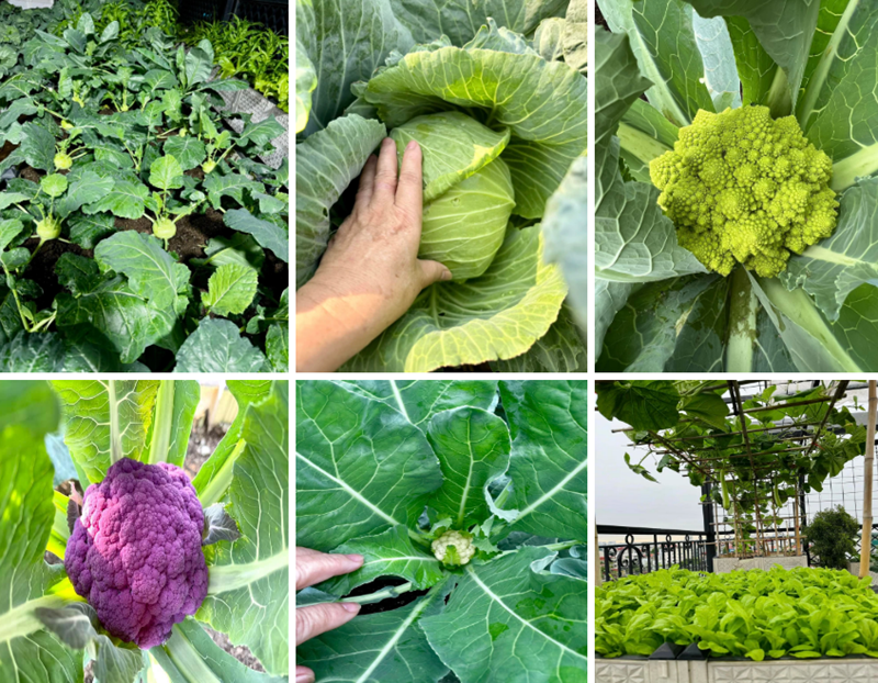 Khó khăn còn đến từ yếu tố tự nhiên khi khu vườn nằm gần hồ, đón những luồng gió mạnh khiến cây non dễ gãy đổ, buộc cô phải tỉ mỉ buộc que chống và che chắn cẩn thận. Để tối ưu hóa điều kiện sinh trưởng, gia đình đã đầu tư hai hệ thống mái che tự động gồm mái lưới giảm nắng gắt mùa hè và mái nilon ngăn mưa lớn cùng gió rét mùa đông.