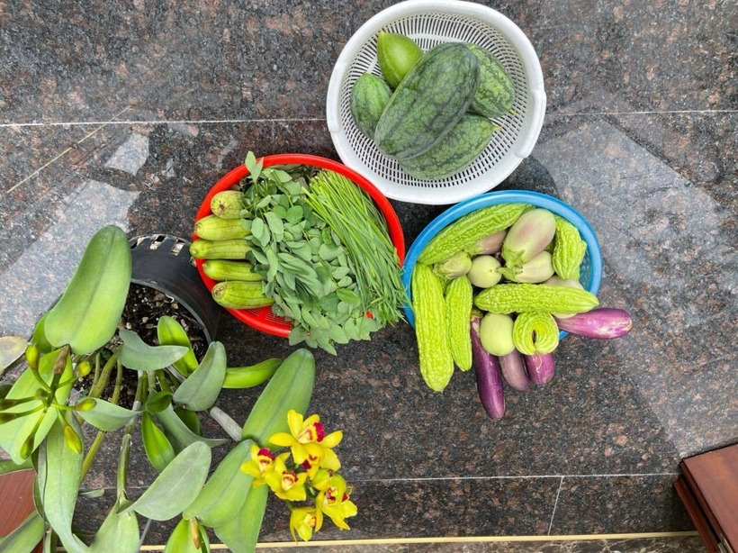 Sự kiên trì của cô giáo nghỉ hưu đã kết trái ngọt bằng một khu vườn mùa nào thức nấy, luôn xanh mướt các loại rau củ từ dưa lưới, bầu bí của mùa hè đến bắp cải, su hào của mùa đông. Cô yêu khu vườn đến mức thường xuyên lên thăm cây vào lúc bình minh, thậm chí có những đêm thao thức lúc 2 giờ sáng cũng tìm lên để tỉa tót, ngắm nghía.