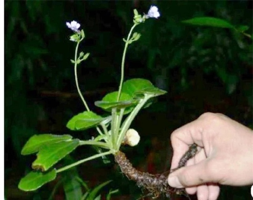 Khác với những loài Deinostigma có rìa tràng hoa hình răng cưa khác, mỹ nhụy răng cưa có phiến lá rộn ghơn, rìa cùng cuống lại ngắn, kích thước tràng hoa nhỏ…