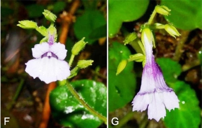 Với việc phát hiện ra mỹ nhụy răng cưa, Việt Nam có thêm một loài thực vật đặc hữu.