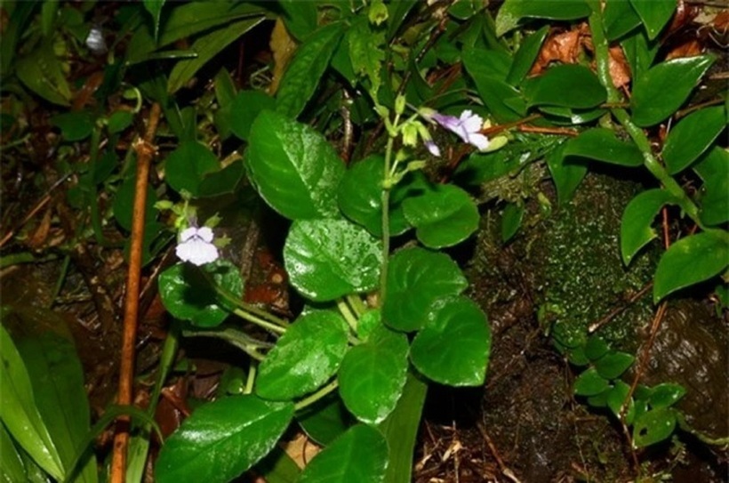 Loài hoa mỹ nhụy răng cưa này mọc trên vách đá ẩm ướt, quanh thác nước và bờ suối.