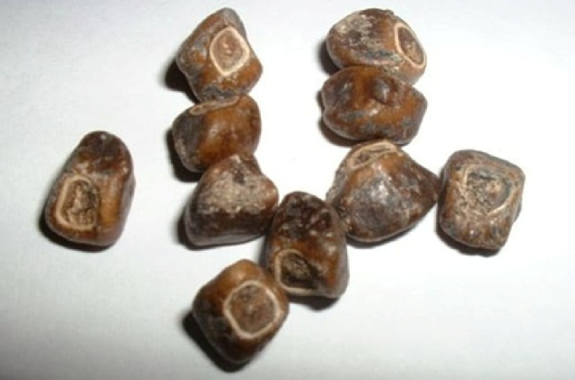 Hạt của chuối Musa Ingens.