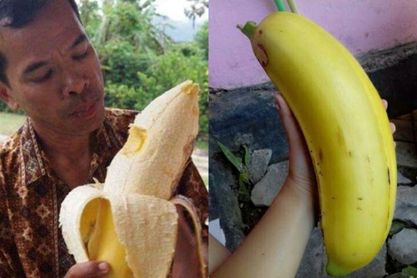 Quả của chuối Musa Ingens cũng rất to, có kích thước cỡ cánh tay của người trưởng thành, nặng trung bình từ 1.5 - 3kg.