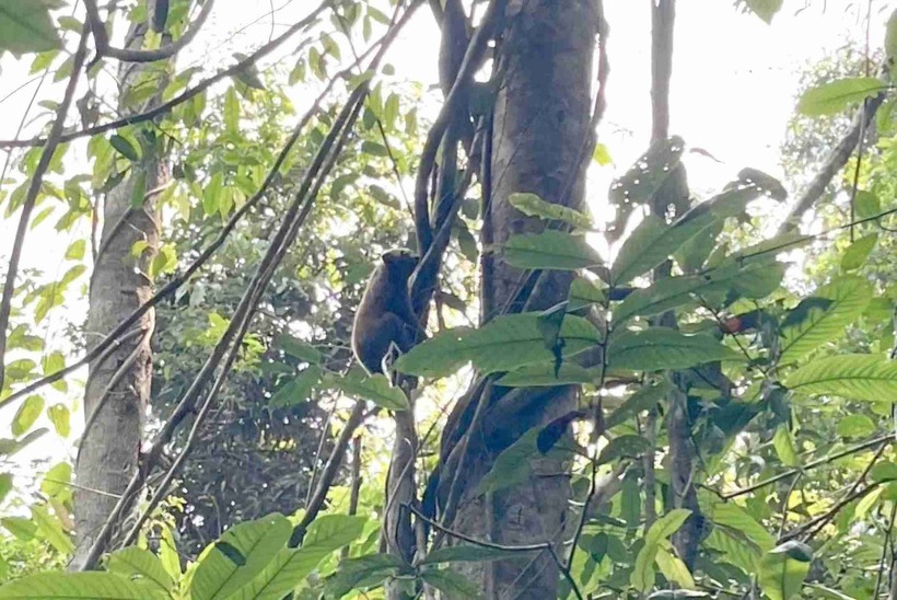 Cá thể cù lần được cơ quan chức năng thả về môi trường tự nhiên. (Ảnh: Công an Lâm Đồng)