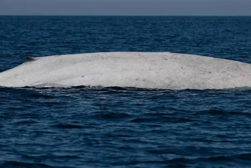 Ảnh: Michael Fishbach/Great Whale Conservancy.