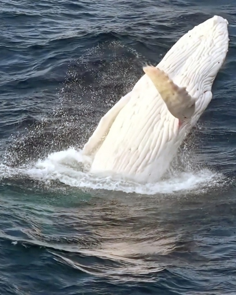 Một con cá voi bạch tạng trắng nhảy ra khỏi mặt nước. Ảnh: Caters News Agency
