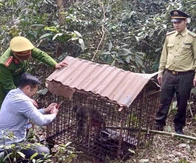 Lực lượng chức năng thả cá thể khỉ mốc về rừng tự nhiên. (Ảnh: Báo Phú Thọ)