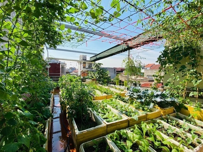 Sinh ra và lớn lên ở vùng nông thôn, chị Vũ Thị Thơm (36 tuổi) vốn đã quen thuộc với việc làm vườn. Ý định sở hữu một mảnh vườn riêng trên tầng cao, nơi có thể cung cấp thực phẩm sạch cho gia đình mỗi ngày, luôn thường trực trong tâm trí chị.
