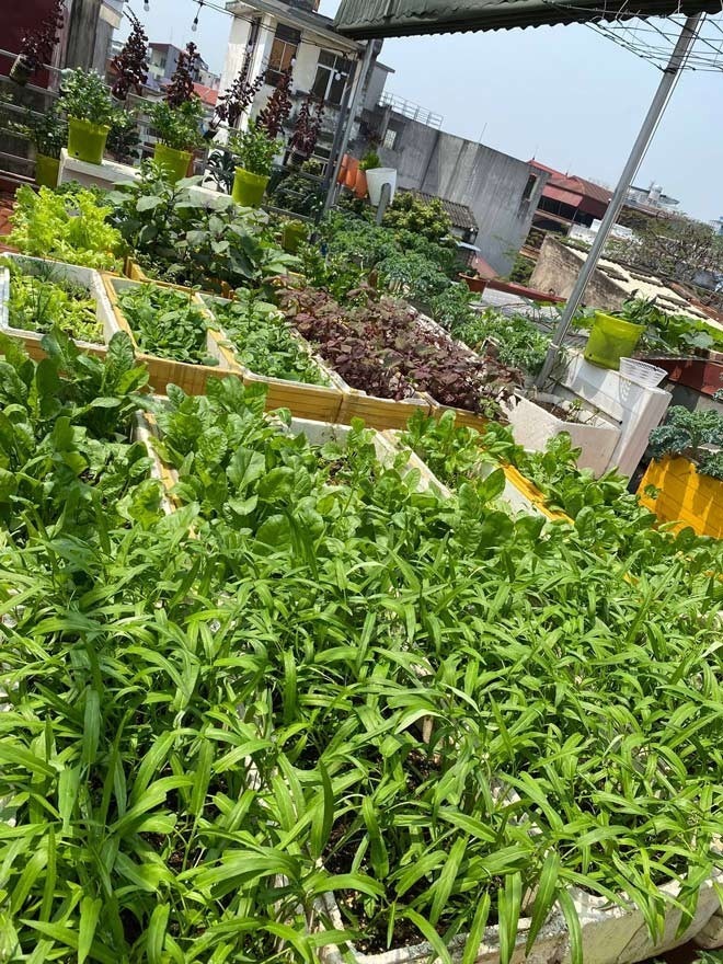 Khu vườn dù chỉ rộng khoảng 50m2 nhưng đòi hỏi rất nhiều công sức xây dựng. Do thiết kế ban đầu của ngôi nhà không có lối lên sân thượng, gia đình chị phải dỡ bỏ mái xi măng cũ, thực hiện các biện pháp chống thấm kỹ lưỡng, láng dốc và lắp đặt thêm mái che di động với chi phí không hề nhỏ.