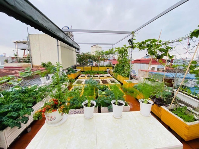 Vốn là người yêu cái đẹp và sự ngăn nắp, chị Thơm đặc biệt chú trọng đến tính thẩm mỹ và vệ sinh cho khu vườn. Chị lựa chọn những thùng xốp có kích thước đồng nhất, đặt gọn gàng trên các kệ gỗ để đảm bảo thoát nước tốt và giữ sàn nhà luôn sạch sẽ. Phía ngoài lan can, chị bố trí các giàn leo để chắn gió, bên trong là khu vực trồng rau ăn lá và các loại củ quả nhằm tối ưu hóa diện tích.