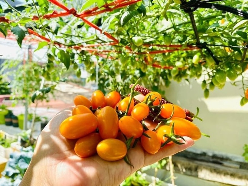 Khởi đầu vào tiết trời mùa thu thuận lợi, vụ rau đầu tiên của chị đã thành công rực rỡ chỉ sau chưa đầy một tháng chăm sóc. Thành quả này không chỉ mang lại niềm vui mà còn giúp chị củng cố niềm tin của cả gia đình. Chứng kiến vườn rau xanh tốt, bố mẹ chồng chị từ chỗ phản đối đã trở nên hài lòng và ủng hộ hết lòng. Giờ đây, hàng ngày ông bà đều lên vườn tưới cây, bắt sâu và đầy tự hào giới thiệu thành quả của con dâu mỗi khi có khách đến chơi nhà.