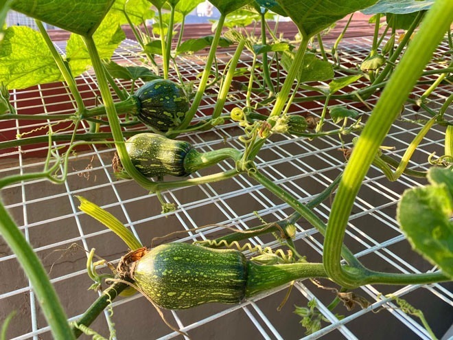 Hiện nay, khu vườn của chị Thơm có hàng chục thùng rau thay đổi theo mùa vụ, từ rau ăn lá đến các loại quả ngắn ngày. Chị chia sẻ kinh nghiệm rằng việc làm sạch đất là khâu quan trọng nhất.