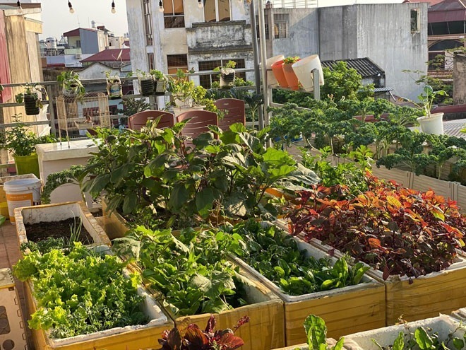 Sau mỗi lứa thu hoạch, chị đều xới đất, phơi nắng, rắc chế phẩm để diệt nấm bệnh và tận dụng rễ, lá cây cũ ủ làm phân xanh. Nhờ phương pháp canh tác gối vụ nhịp nhàng, từ lâu gia đình chị đã hoàn toàn tự túc được nguồn rau xanh, đảm bảo an toàn cho sức khỏe.