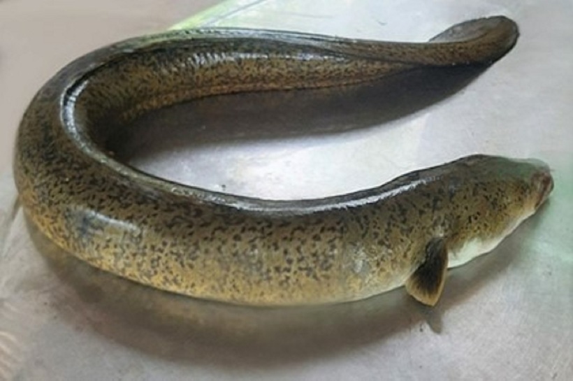 Cá chình biển. Ảnh minh họa.