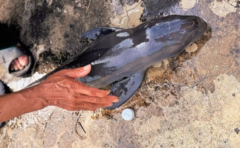 Con cá voi con (hay còn gọi là cá Ông, Ông Nam Hải, thần Nam Hải) thân màu đen đã chết trước đó trôi dạt vào bờ biển thôn Xuân Thạnh Nam, xã Phù Mỹ Đông. (Ảnh: VTC News)