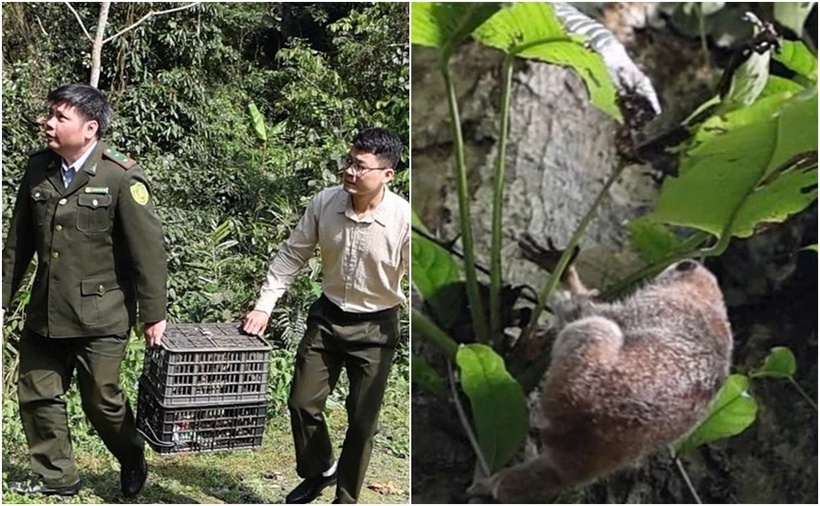 Các lực lượng tham gia thả cá thể Cu li nhỏ tại Khu bảo tồn thiên nhiên Phu Canh. (Ảnh: Báo Phú Thọ)