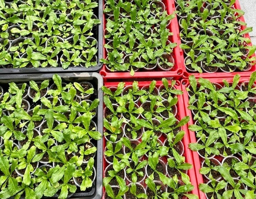 Vấn đề chống thấm cho trần nhà cũng được anh Liêm đặc biệt lưu ý bằng cách kê cao toàn bộ các chậu cây và đục lỗ thoát nước ngang hông thùng để kiểm soát lượng nước tưới. Anh đưa ra lời khuyên cho các gia đình muốn làm vườn trên cao là nên đầu tư lớp chống thấm trần ngay từ đầu để đảm bảo an toàn lâu dài cho công trình.