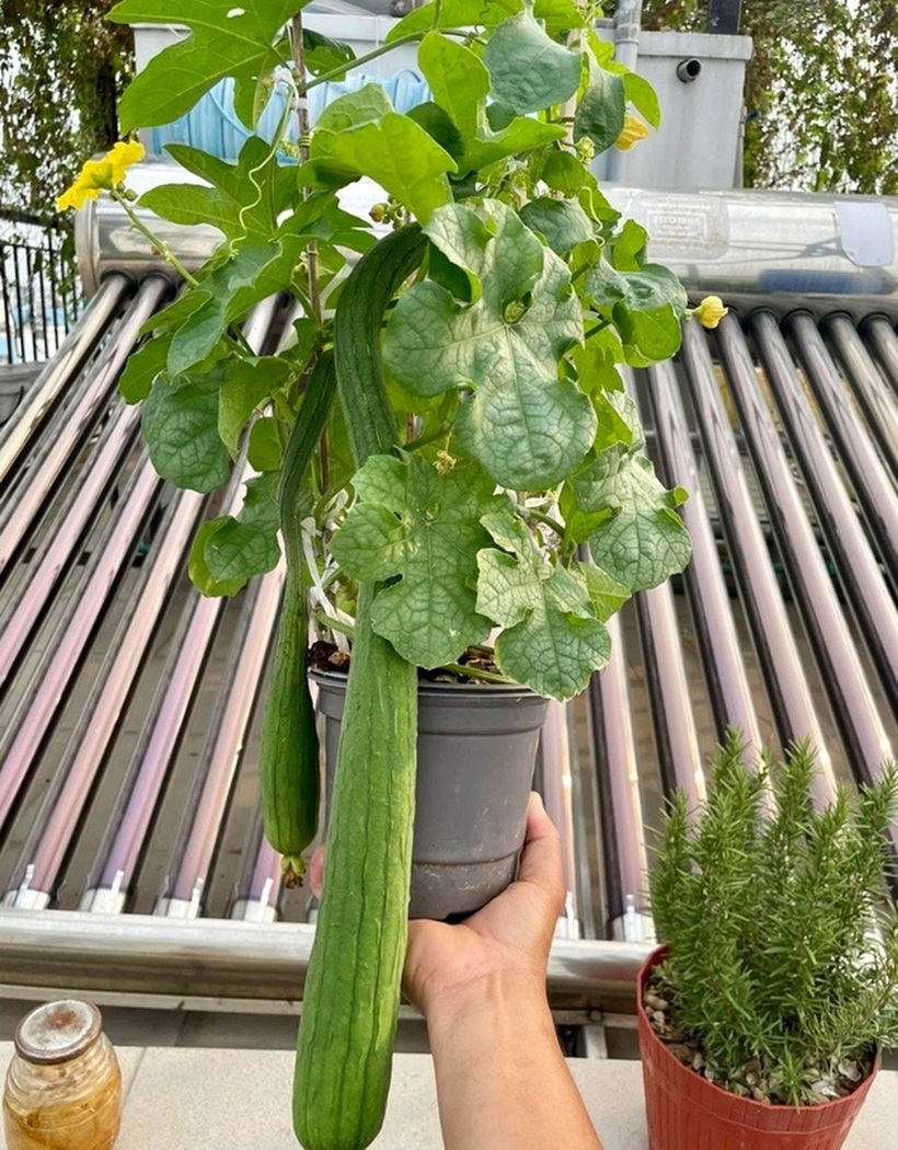 Để cây phát triển tốt, anh chú trọng khâu trộn đất thịt với trấu, xơ dừa, vỏ trứng và bón phân hữu cơ từ phân gà, phân trùn quế hoặc rác nhà bếp ủ mục. Mỗi ngày, anh dành từ 3 đến 5 tiếng vào buổi sáng và chiều để chăm sóc vườn, đồng thời hạn chế tưới nước đẫm vào buổi tối nhằm tránh tạo môi trường cho sâu bệnh phát triển.