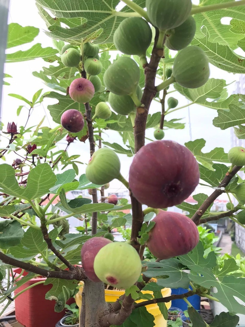 Với giống sung Mỹ, mỗi ngày cây cho thu hoạch khoảng 5 đến 7 quả chín ngọt, mang lại niềm vui lớn cho gia đình sau những giờ làm việc căng thẳng.